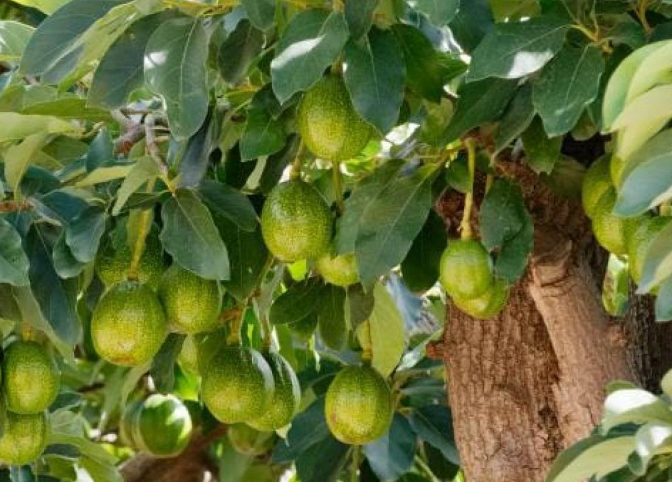 Abundante cosecha de aguacates en el tronco del árbol