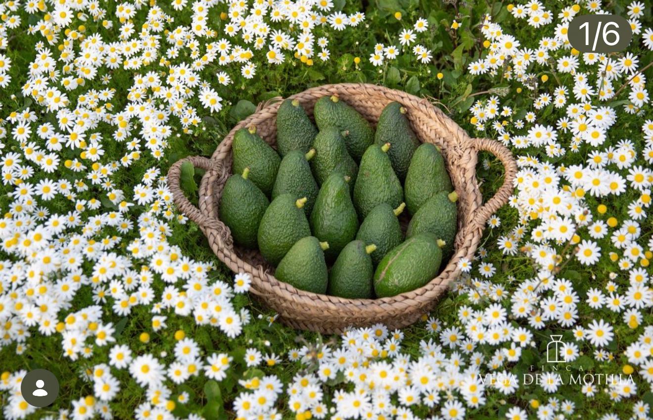 Aguacate Hass Premium