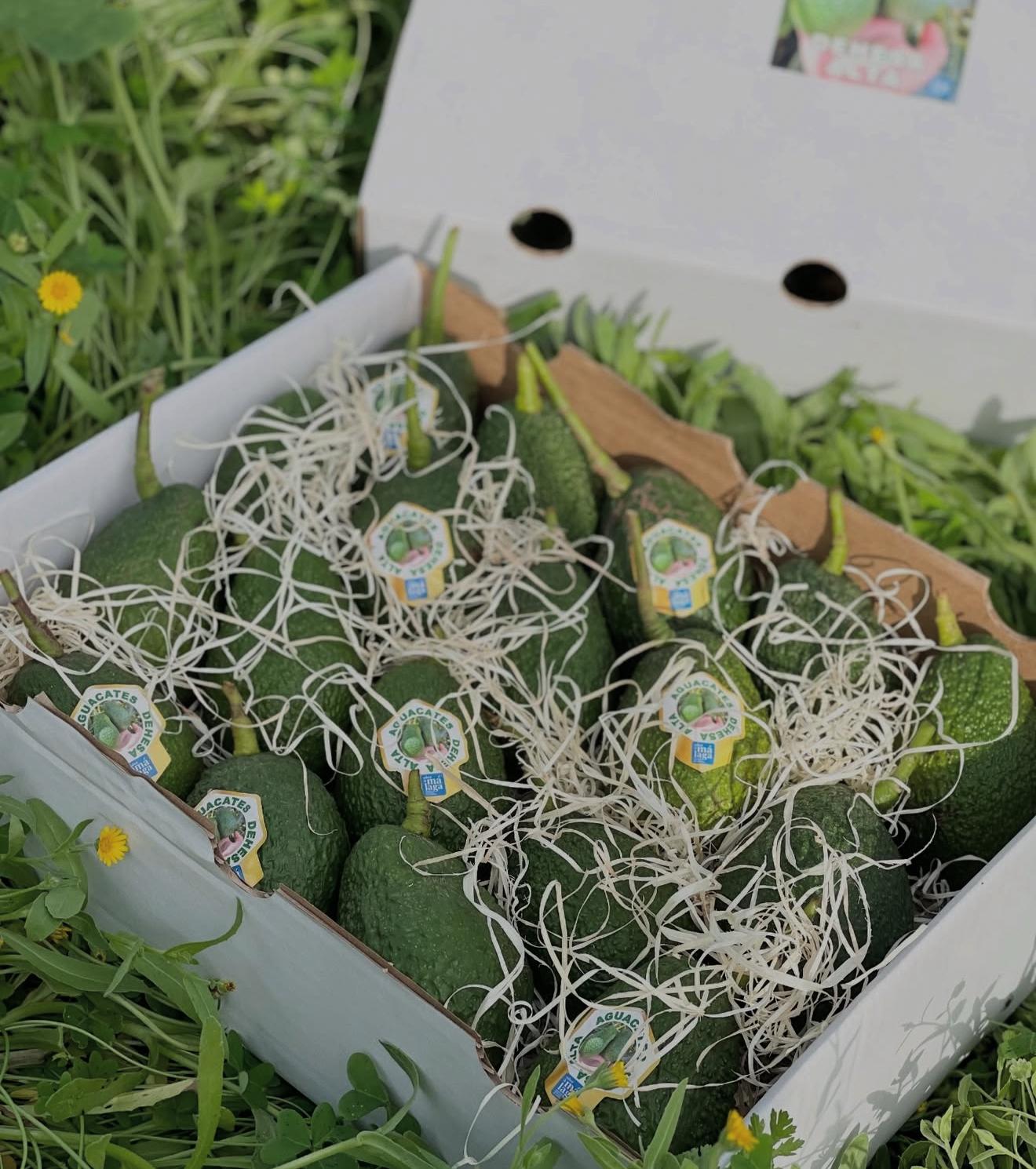 Caja de Aguacates Selectos