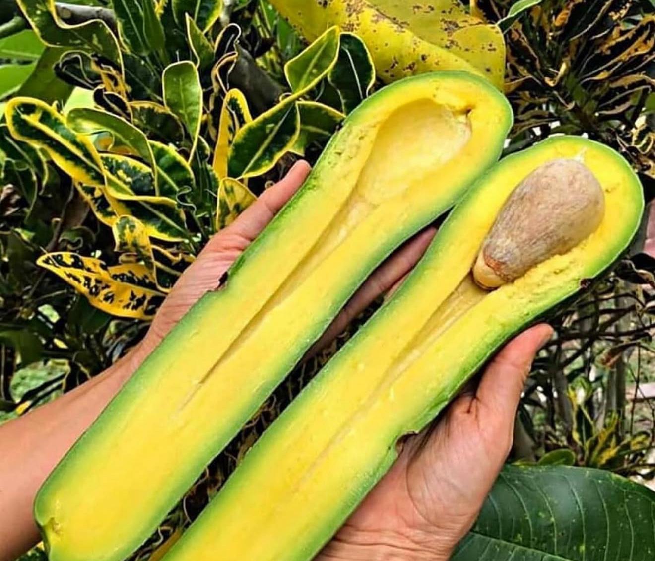 Aguacate Gigante de Finca