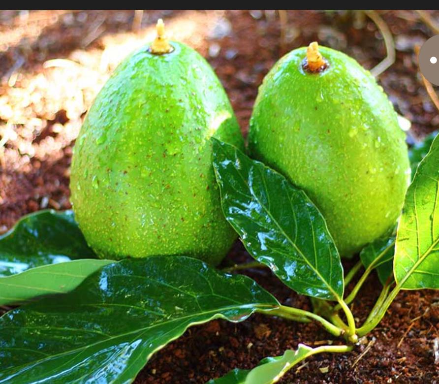 Aguacates frescos recién cosechados sobre tierra fértil